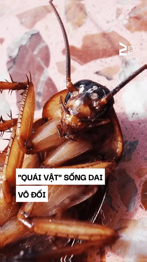 'Quái vật' đầu lìa khỏi cổ nhưng vẫn sống 'nhăn răng' hàng tuần liền