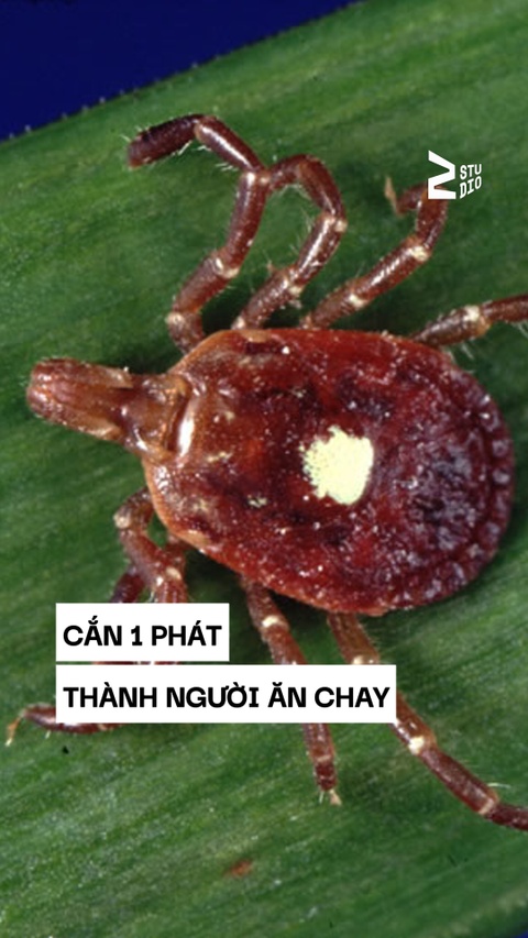 Loài côn trùng độc đáo biến người thành tín đồ ăn chay